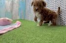 Cute Cavapoo Baby