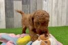 Playful Mini Groodle Poodle Mix Puppy