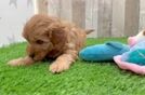 Smart Mini Goldendoodle Poodle Mix Pup