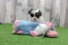 Smart Havapoo Poodle Mix Pup