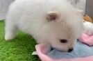 Pomeranian Puppy for Adoption