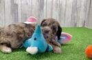 Adorable Cocker Doodle Poodle Mix Puppy