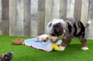 Best Mini Bernedoodle Baby