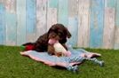 Meet Rory - our Cavapoo Puppy Video