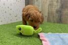 Adorable Golden Retriever Poodle Mix Poodle Mix Puppy