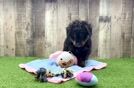 Mini Bernedoodle Pup Being Cute