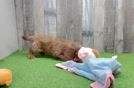 Smart Cavapoo Poodle Mix Pup