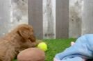 Cavapoo Puppy for Adoption