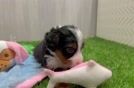 Mini Bernedoodle Puppy for Adoption