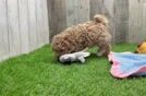Maltipoo Pup Being Cute