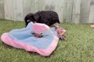 Best Aussiechon Baby