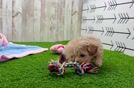 Funny Maltipoo Poodle Mix Pup