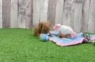 Poodle Puppy for Adoption