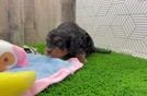 Meet Zurich - our Cavapoo Puppy Video