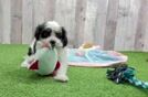 Adorable Cavalier King Charles Spaniel and Poodle Mix Poodle Mix Puppy