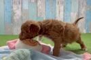 Funny Cavapoo Poodle Mix Pup