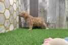 Funny Maltipoo Poodle Mix Pup