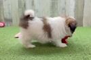 Cute Shih Pom Baby