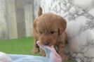 Funny Mini Goldendoodle Poodle Mix Pup