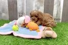 Cavapoo Puppy for Adoption