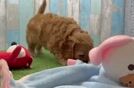 Cavapoo Puppy for Adoption