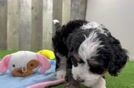 Meet Jeffy - our Mini Bernedoodle Puppy Video