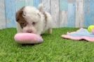 Popular Havapoo Poodle Mix Pup