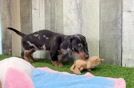 Cute Dachshund Baby