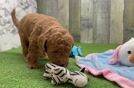 Meet Fiona - our Mini Goldendoodle Puppy Video