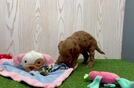 Meet Emjay - our Mini Goldendoodle Puppy Video