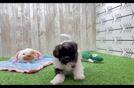 Energetic Havadoodle Poodle Mix Puppy