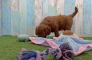 Meet Alpha - our Mini Goldendoodle Puppy Video