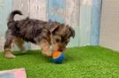 Yorkie Poo Pup Being Cute