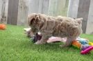 Maltipoo Pup Being Cute