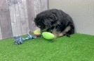 Meet Aladdin - our Mini Aussiedoodle Puppy Video