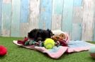 Adorable Yorkiedoodle Poodle Mix Puppy
