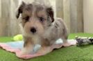 Aussiechon Puppy for Adoption