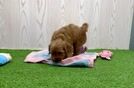 Meet Tatum - our Mini Goldendoodle Puppy Video