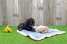 Mini Aussiedoodle Pup Being Cute