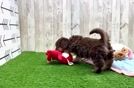 Mini Doxiedoodle Puppy for Adoption