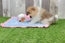 Akc Registered Pomeranian Purebred Pup