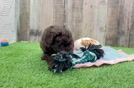 Funny Mini Aussiedoodle Poodle Mix Pup