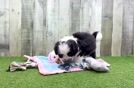 Energetic Aussie Bichon Designer Puppy