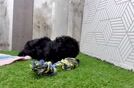 Popular Maltipoo Poodle Mix Pup