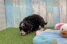 Smart Mini Bernedoodle Poodle Mix Pup