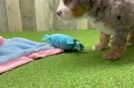 Best Mini Bernedoodle Baby