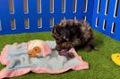 Funny Cavapoo Poodle Mix Pup