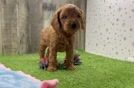 Mini Goldendoodle Puppy for Adoption