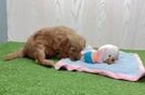 Smart Mini Goldendoodle Poodle Mix Pup