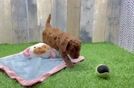 Fluffy Cockapoo Poodle Mix Pup